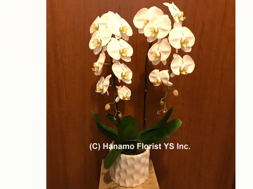 ORCH324W. 2 Premium White Orchid Plants in Pot - Click Image to Close